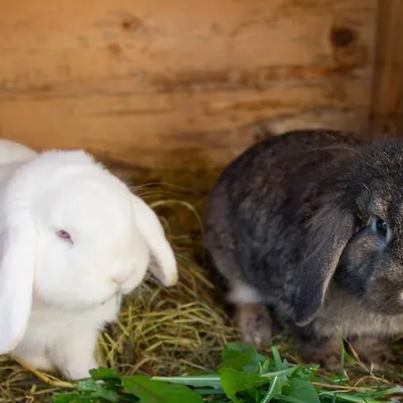 Steiermark בית הארחה