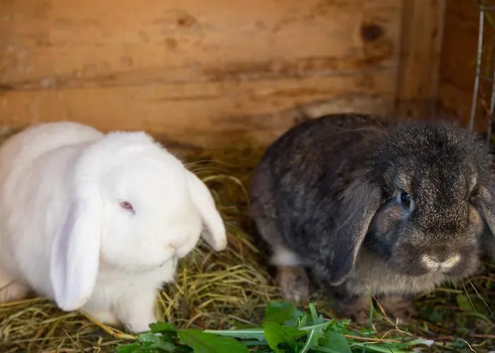 ペンション シュティエールマルク ゲストハウス
